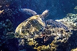 Kamaole Sands Resort Rental