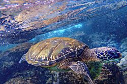 Kamaole Sands Resort Rental