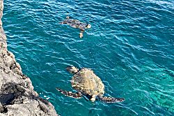 Grand Champions #157