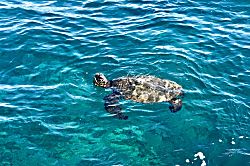 Grand Champions #157