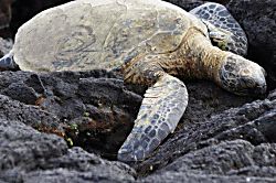 Fairway Terrace D204