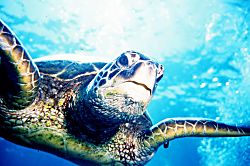 Haleakala Shores 404