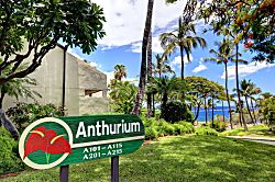 Anthurium House