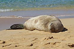 Kahala at Poipu Kai 623