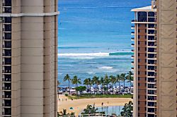 Hawaiian Monarch (PH402)