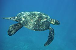 Maui Beach Beach Resort