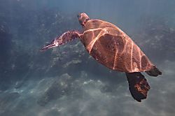 Wailea Ekahi Village 34C