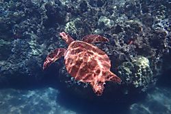 Wailea Ekahi Village 34C