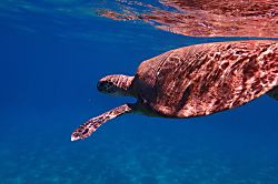 Wailea Ekahi Village 34C