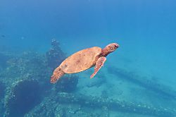 Maui Kaanapali Villas 156