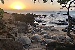 Noelani Condominium Resort