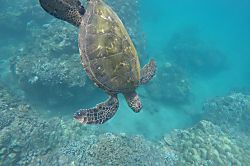 Kamaole Beach Royale Unit 509