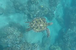 Kamaole Beach Royale Unit 509