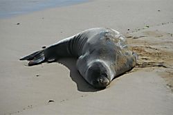 Waikomo Stream Villa 401 - Endangered Monk Seal, Poipu Beach Park - Endangered Monk Seal, Poipu Beach Park