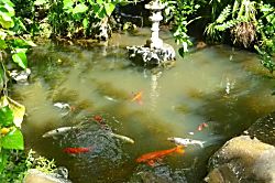 Waikomo Stream Villa 401 - Waterfall (not pictured) into koi pond and stream that runs thro - Waterfall (not pictured