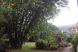 Waikomo Stream Villa 401 - Huge purple stalk bamboo by the Koi pond - Huge purple stalk bamboo by the Koi pond