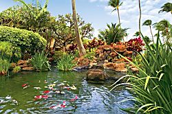 Napili Shores Resort F-245