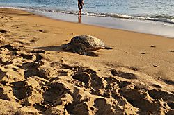 Valley Isle Resort Unit #409