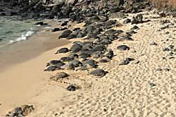 Honokowai Palms  B-5