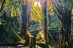 Gigi's Volcano Cottage