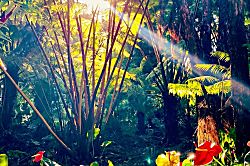 Gigi's Volcano Cottage