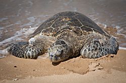 Kamaole Sands Building #10, Unit #311