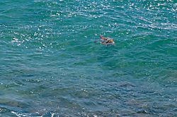 Poipu Oceanfront Paradise Condo 