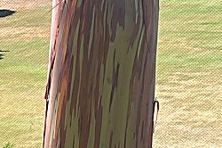 Kaanapali Royal A301