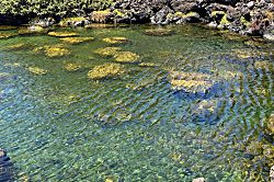 Hawaiian Heartstrings