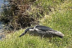 Hawaiian Heartstrings