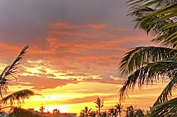 Hawaiian Heartstrings