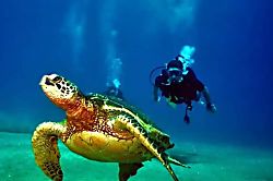 Maui Kaanapali Villas C155 