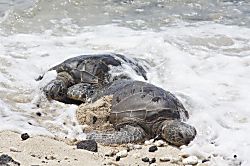 Kailua Village Condo Rental