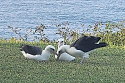 Alii Kai Ocean View Condo