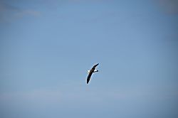 Alii Kai Ocean View Condo