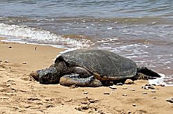 Hale Kai O Kihei Condo Oceanfront Gem