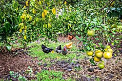 Ohia Cottage: Your Coastal Retreat