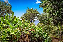 Ohia Cottage: Your Coastal Retreat