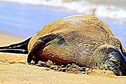 Maui Sands Seaside 708