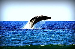 Maui Sands Seaside 715