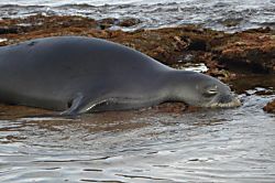 Maui Sands Seaside 715