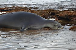 Maui Sands Seaside 719