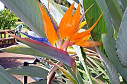 Maui Sands Seaside 719