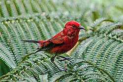 Hale Mauka Rainforest Retreat