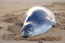 Waipouli Beach Resort G-205