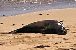 Kauai Kailani Ground Floor Unit