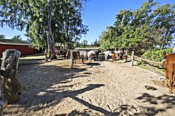 Turtle Bay Heliconia