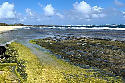 Kuilima East - Turtle Bay Unit