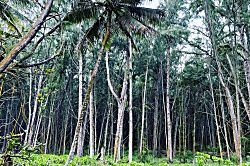 Kuilima East - Turtle Bay Unit