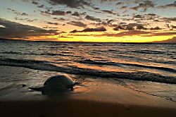 Hale Kai O'Kihei 318